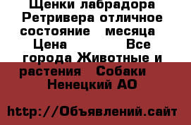 Щенки лабрадора Ретривера отличное состояние 2 месяца › Цена ­ 30 000 - Все города Животные и растения » Собаки   . Ненецкий АО